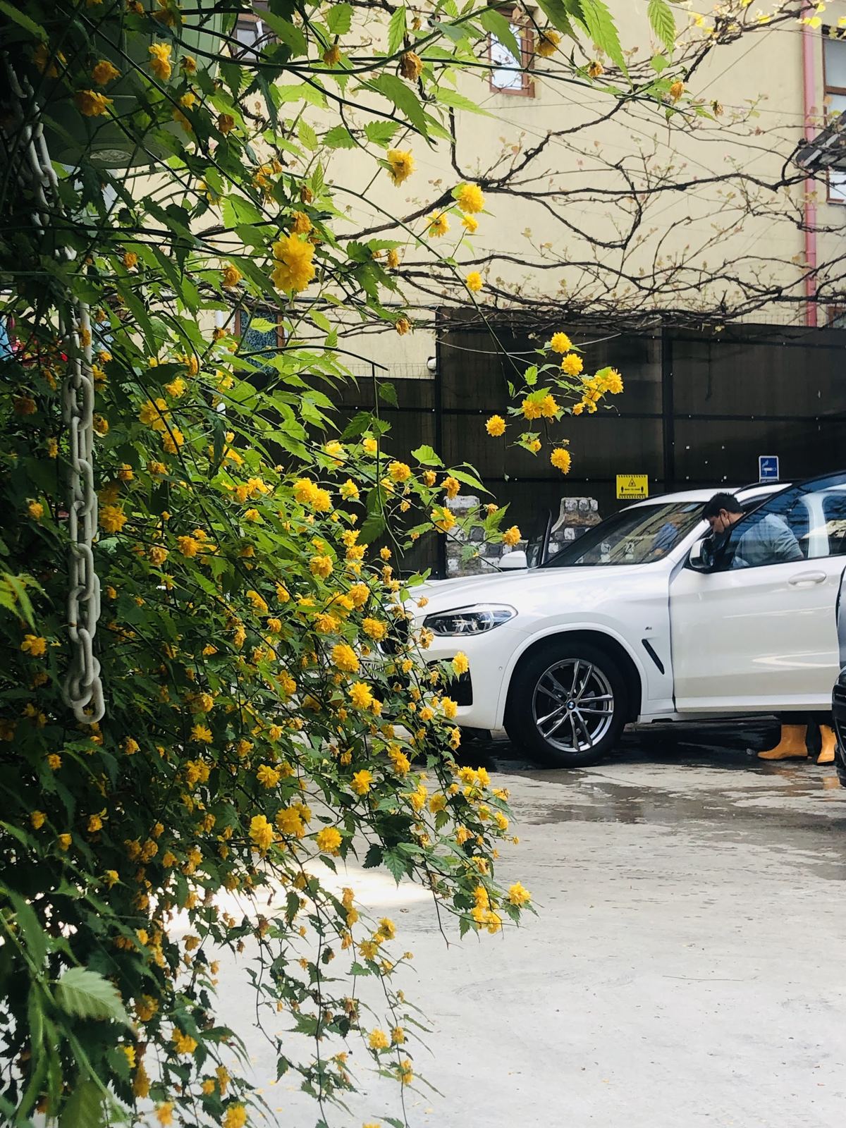 BMW alb în curtea spălătoriei, printre flori galbene